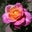 Robbin Davis's profile image