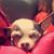 Christine Pentecost's profile image