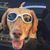 Jamie Abele's profile image