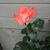 Tamara Walchak's profile image