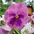 Paula M Potter's profile image