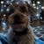 Tammy Lines's profile image