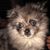 Shawna Normandin Jesse's profile image
