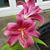 Mary Pervenanze's profile image