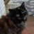 Danielle Spear Herring's profile image