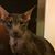 Gayle Arndt DeMersseman's profile image