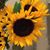 Trudy Hensley's profile image