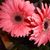 Janet Lyman's profile image