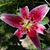 Janice Lovitt's profile image