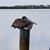 Vicki Cressler Smith's profile image
