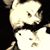 Ginny Scott Buie's profile image