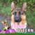 Petra Anna Wohlwend Shelton's profile image