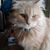 Bunny Rowell's profile image
