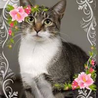 Karen Rogers's profile image