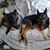 Linda Biehl's profile image