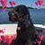 Samantha Loyd's profile image