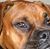 Dale L. Guthrie Jr.'s profile image