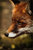 Harriett D.'s profile image