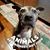 Ian Lisa Carroll's profile image