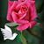 Rosa Arellano's profile image