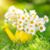 Joelette Scholl's profile image