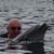 David Howshan's profile image