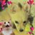 Cyndi Lutz's profile image