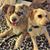 Susan Futrell's profile image