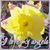 Retha Schubert's profile image