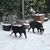 Maryann Higgins Holmes's profile image