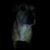 Lonnie Hammill's profile image