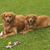 Deborah Debby Lambert Rosenberger's profile image