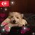 Howard Ruzgar's profile image