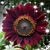 Diana Morris Foster's profile image