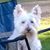 Tina Koehler Nettlow's profile image