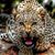 Deena Stephens's profile image
