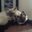 Anne Goodhart's profile image