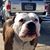 Rocco Rousseau's profile image