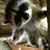 Sharon Kauffmann Melillo's profile image