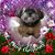 Penny Kobs Nelson's profile image
