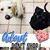 Caren Bowman-Dagnel's profile image