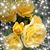 Brenda Haywood's profile image