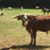 Cinco Cattle's profile image