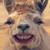 Susan Shearer Feare's profile image