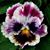 Larraine Demerly's profile image