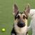 Susan Steele's profile image