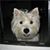 Amy Langenbahn Pennington's profile image