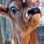 Chris Carelock's profile image