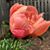 Nancy Cline's profile image