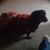 Jeanene Schmitz's profile image